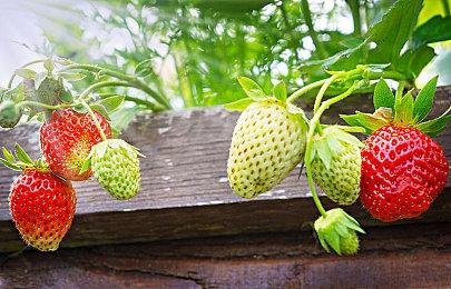 未来游戏展：转型模拟风格 《德波尼亚求生》预告片